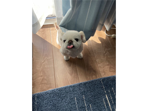 ☆モデル犬卒業後、里親さん宅での様子☆